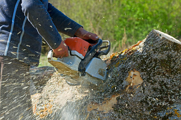 Best Seasonal Cleanup (Spring/Fall)  in West Crossett, AR